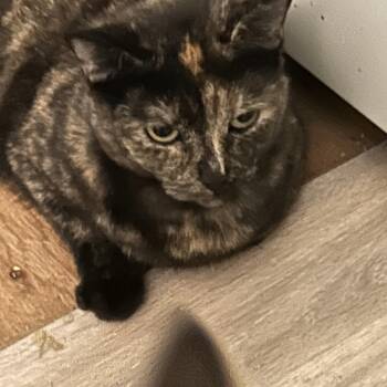 Rescue Tortoiseshell Cats for Adoption in Lakesite, Tennessee - SPOT | PetCurious