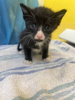 Trinket -  Domestic Short Hair Cat for Adoption in Raleigh, North Carolina - Trinket | PetCurious