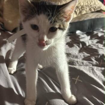 Blitz -  Domestic Short Hair Cat for Adoption in Gonzales, Louisiana - Blitz | PetCurious