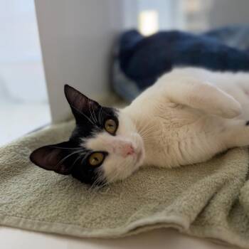 Say So -  Domestic Short Hair Cat for Adoption in Ridgely, Maryland - Say So | PetCurious