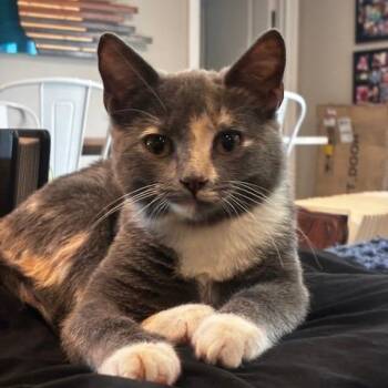 Leia -  Domestic Short Hair Cat for Adoption in Houston, Texas - Leia | PetCurious
