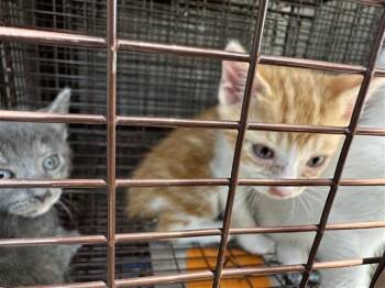 A661052 -  Domestic Short Hair Cat for Adoption in Houston, Texas - A661052 | PetCurious