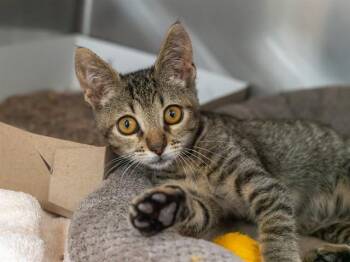 RIALTO -  Domestic Short Hair Cat for Adoption in Martinez, California - RIALTO | PetCurious
