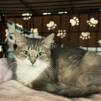 Clara -  Domestic Short Hair Cat Available for Adoption in Blasdell, New York - Clara | PetCurious