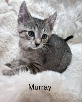 Murray -  Domestic Short Hair Cat for Adoption in South Elgin, Illinois - Murray | PetCurious