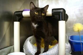 Domestic Short Hair Cats Available for Adoption in New Milford, Connecticut - Alexis | PetCurious