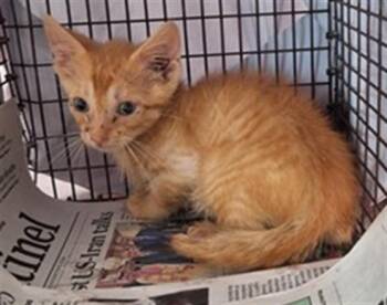 TANGO -  Domestic Short Hair Cat for Adoption in Fort Lauderdale, Florida - TANGO | PetCurious