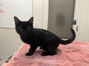 Face Tatt -  Domestic Short Hair Cat for Adoption in Kansas City, Missouri - Face Tatt | PetCurious