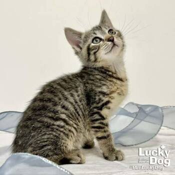 Domestic Short Hair Cats Available for Adoption in Washington, District Of Columbia - Chatty Cathy | PetCurious