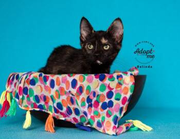 Rescue Domestic Short Hair Cats for Adoption in Millcreek, Utah - Belinda | PetCurious