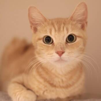 Goose -  Domestic Short Hair Cat for Adoption in Philadelphia, Pennsylvania - Goose | PetCurious
