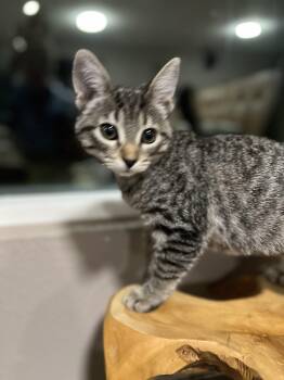Rescue Domestic Short Hair Cats for Adoption in Rio Linda, California - Natalie | PetCurious