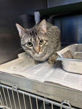 Domestic Short Hair Cats Available for Adoption in Leavenworth, Kansas - 26-0179 "Stitch" | PetCurious
