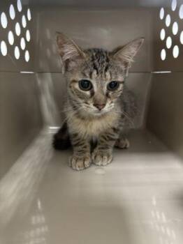 Jersey 1225-26 -  Domestic Short Hair Cat for Adoption in Cumming, Georgia - Jersey 1225-26 | PetCurious