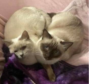 Siamese Cats Available for Adoption - Bonded Pair Females | PetCurious