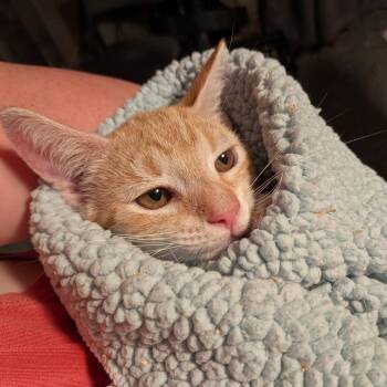 Moses -  Domestic Short Hair Cat for Adoption - Moses | PetCurious