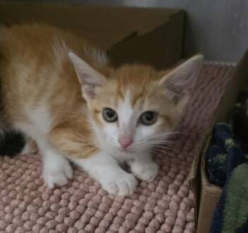 Mewci-fer -  Domestic Medium Hair and Domestic Short Hair Cat for Adoption in Clinton, Missouri - Mewci-fer | PetCurious