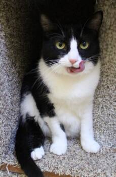 Rescue Domestic Short Hair Cats for Adoption in Fremont, Ohio - Myra | PetCurious