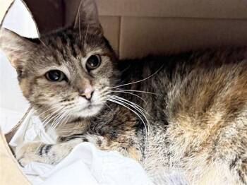 Domestic Medium Hair Cats Available for Adoption in Brentwood, Missouri - SWEET PEA | PetCurious