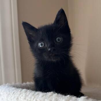 Khaos -  Domestic Short Hair Cat for Adoption in Spokane, Washington - Khaos | PetCurious
