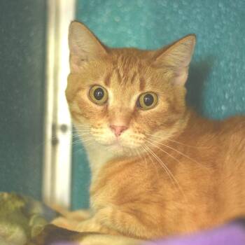 Ginger -  Domestic Short Hair Cat for Adoption in Belleville, Illinois - Ginger | PetCurious