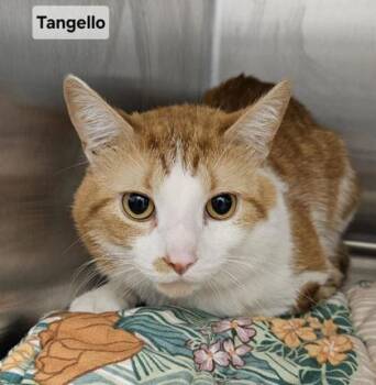 Domestic Short Hair Cats Available for Adoption in Lafayette, Indiana - Tangelo | PetCurious