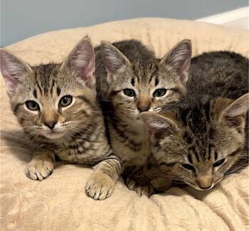 Ralph, Calvin and Lucky -  Domestic Short Hair Cat for Adoption in Westbrook, Connecticut - Ralph, Calvin And Lucky | PetCurious