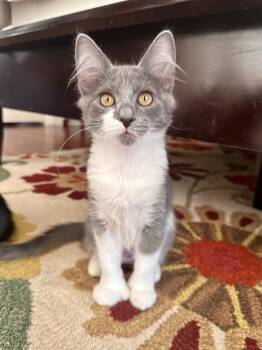Figgy -  Domestic Short Hair Cat for Adoption in Chandler, Arizona - Figgy | PetCurious