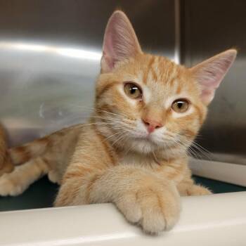 North Haverbrook -  Domestic Short Hair Cat for Adoption in Columbia, Missouri - North Haverbrook | PetCurious
