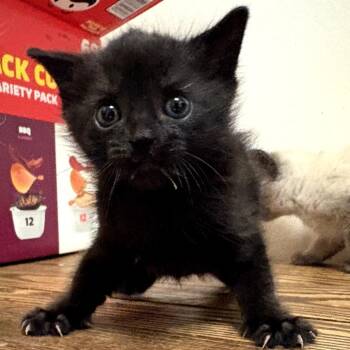 Domestic Short Hair Cats Available for Adoption in Long Beach, California - Thistle | PetCurious