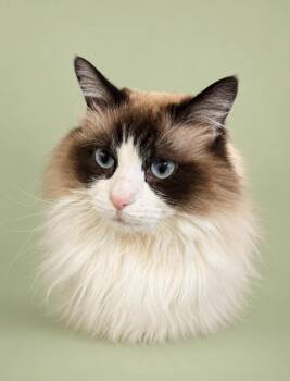 Sassy -  Domestic Long Hair Cat for Adoption in Rock Springs, Wyoming - Sassy | PetCurious