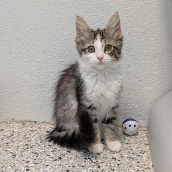 Jacy Jayne -  Domestic Long Hair Cat for Adoption in Madison, Wisconsin - Jacy Jayne | PetCurious