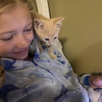 Alex -  Domestic Short Hair Cat for Adoption in Madison, Wisconsin - Alex | PetCurious