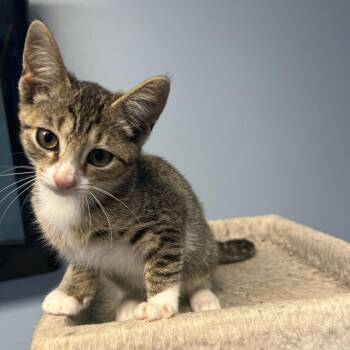 Coyote -  Domestic Short Hair Cat for Adoption in Granville, Ohio - Coyote | PetCurious