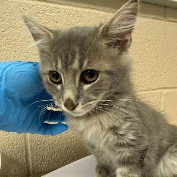 Funfetti -  Domestic Medium Hair Cat for Adoption in Troy, Virginia - Funfetti | PetCurious