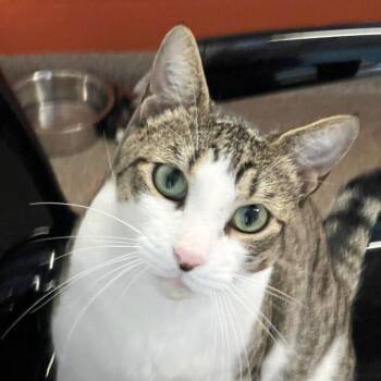 Lokey -  Domestic Short Hair Cat for Adoption in Sarasota, Florida - Lokey | PetCurious