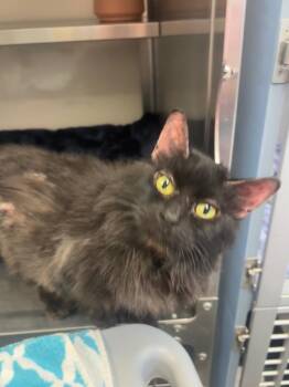 Molly -  Domestic Long Hair Cat for Adoption in Liverpool, New York - Molly | PetCurious