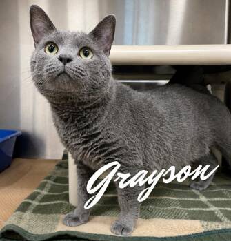 Grayson -  Domestic Short Hair and Russian Blue Cat for Adoption in Nevada, Iowa - Grayson | PetCurious