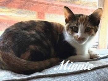Rescue Calico Cats for Adoption in Southern Pines, North Carolina - Minnie | PetCurious