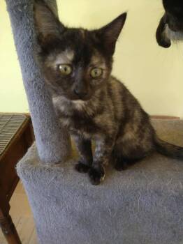 Rescue Domestic Short Hair Cats for Adoption in Oakboro, North Carolina - Emmy Lou | PetCurious