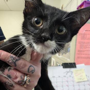 Anastasia -  Domestic Short Hair Cat for Adoption in Philadelphia, Pennsylvania - Anastasia | PetCurious