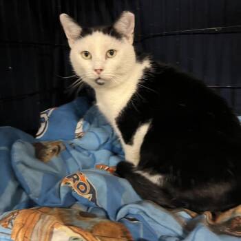 Domestic Short Hair Cats Available for Adoption - Dante | PetCurious