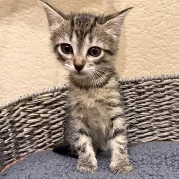 Tabby Cats Available for Adoption in Trophy Club, Texas - Dr. Santos | PetCurious