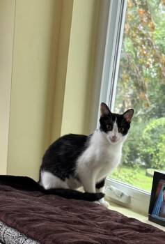 Ladybug -  Domestic Short Hair Cat for Adoption in Boston, Massachusetts - Ladybug | PetCurious