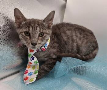 Cashew -  Domestic Short Hair and Tabby Cat for Adoption in Mobile, Alabama - Cashew | PetCurious