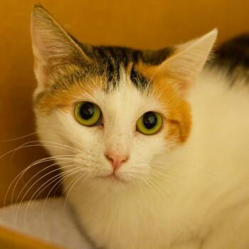 Callie Rose -  Domestic Short Hair Cat for Adoption in Hot Springs, Arkansas - Callie Rose | PetCurious