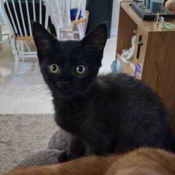 Mars C11090 -  Domestic Medium Hair Cat for Adoption - Mars C11090 | PetCurious