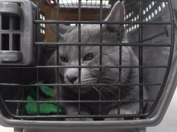 DANNY -  Domestic Short Hair Cat for Adoption in Omaha, Nebraska - DANNY | PetCurious