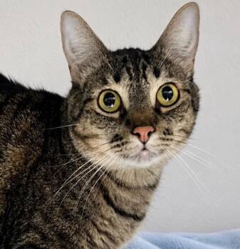 Fred -  Domestic Short Hair Cat for Adoption in Labelle, Florida - Fred | PetCurious