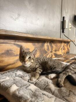 Brie -  Domestic Short Hair and Abyssinian Cat for Adoption in Houston, Texas - Brie | PetCurious